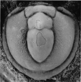Tomagnostella sulcifera, a Cambrian trilobite fossil from Hunan.
