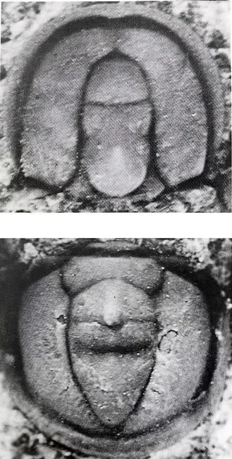 Tomagnostus ezhuangensis, a Cambrian trilobite fossil from Shandong.