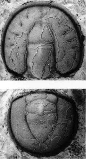 Tomagnostus fissus, a Cambrian trilobite fossil from Sweden.
