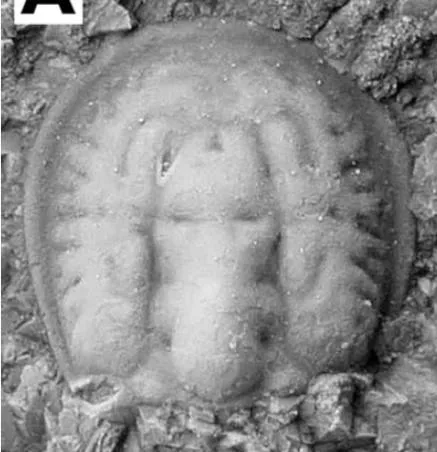 Tomagnostus perrugatus, a Cambrian trilobite fossil from Denmark.