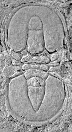 Tomagnostus sibiricus, a Cambrian trilobite fossil from Siberia.
