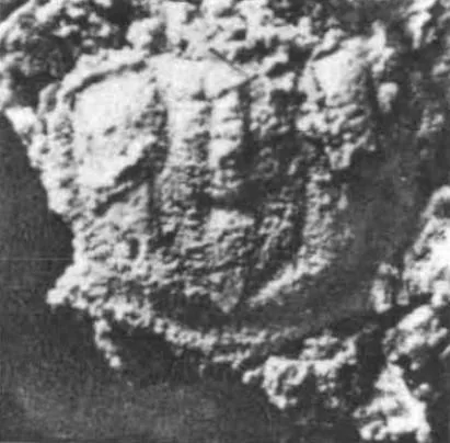 Triadaspis bigeneris, a Cambrian trilobite fossil from Australia.