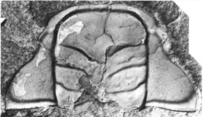 Triarthrus eatoni, a Ordovician trilobite fossil from USA.