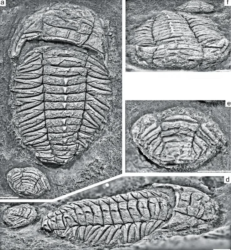 Triarthrus novoaustralis, a Ordovician trilobite fossil from Australia.
