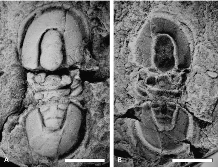 Trinodus tardus, a Ordovician trilobite fossil from Hubei.