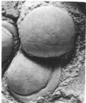 Valenagnostus imitans, a Cambrian trilobite fossil from Hunan.