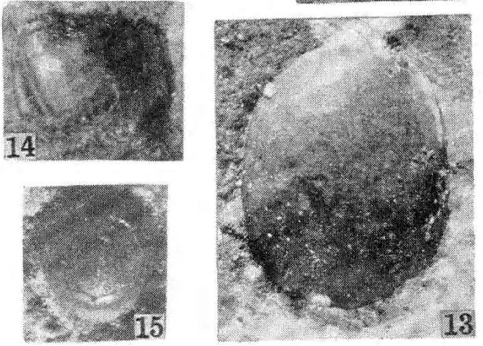 Yakutiana dubium, a Cambrian trilobite fossil from Zhejiang.