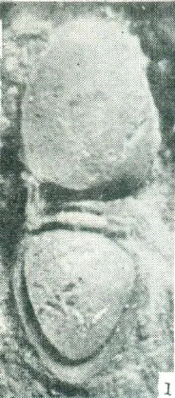 Yakutiana ovale, a Cambrian trilobite fossil from Zhejiang.